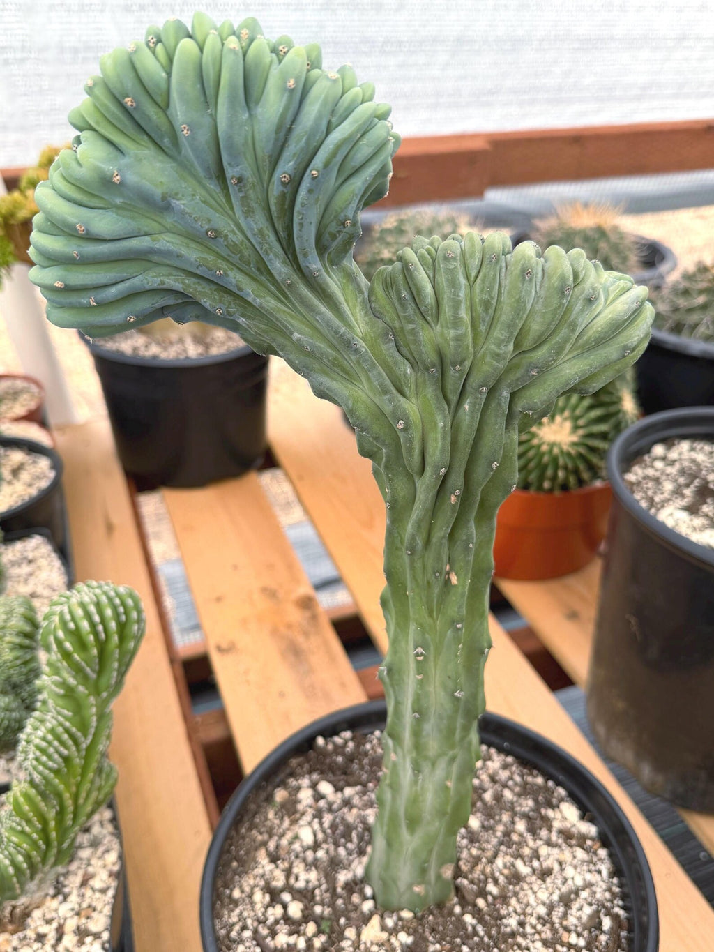 Crested Blue Myrtle Cactus | Rare Myrtillocactus Specimen