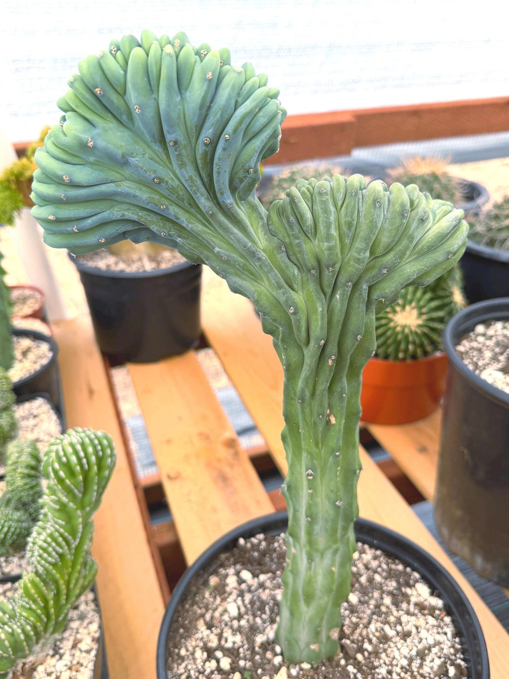 Crested Blue Myrtle Cactus | Rare Myrtillocactus Specimen