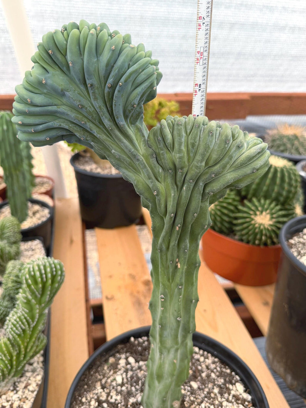 Crested Blue Myrtle Cactus | Rare Myrtillocactus Specimen