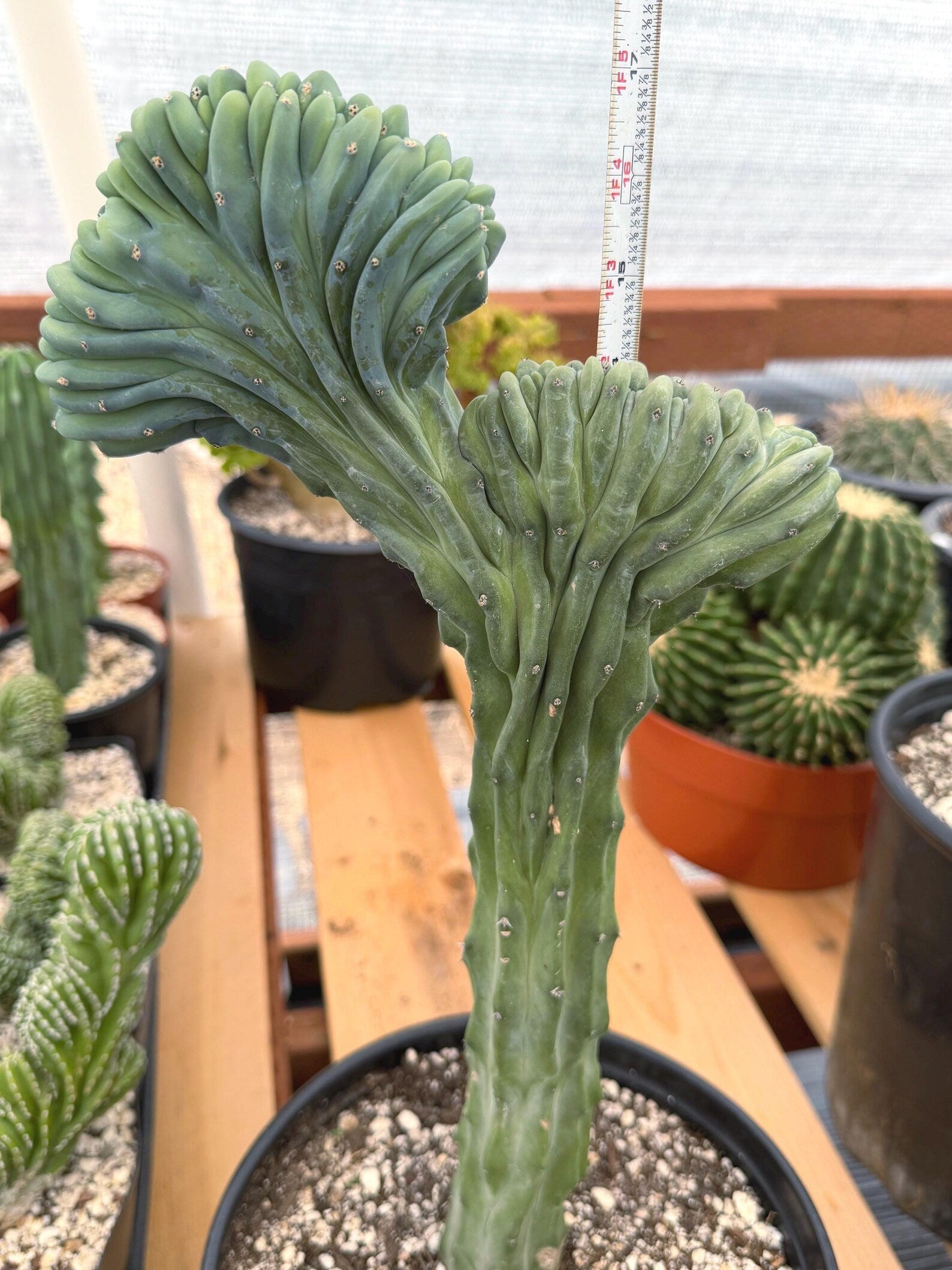 Crested Blue Myrtle Cactus | Rare Myrtillocactus Specimen