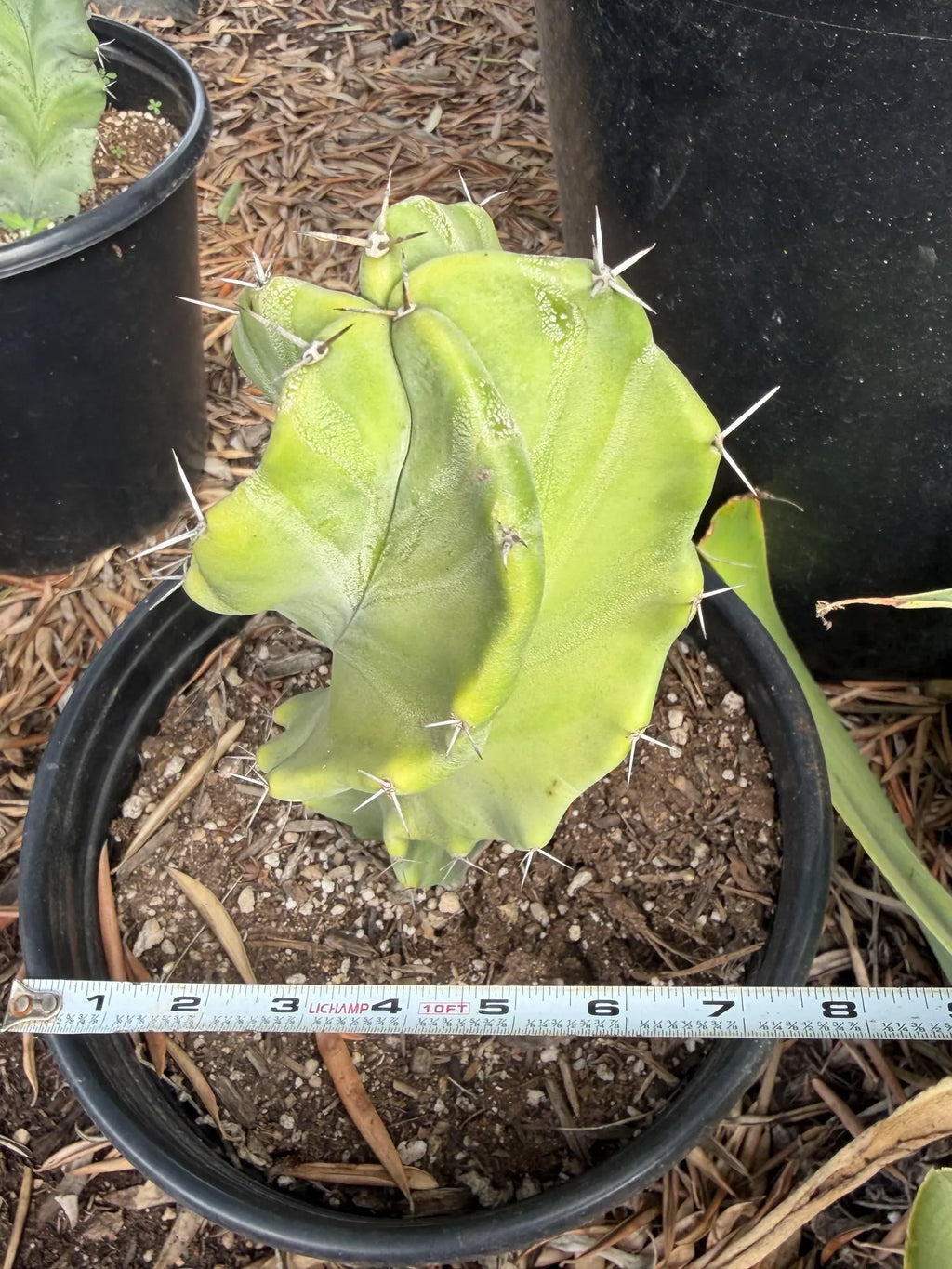 Stenocereus Pruinosus Spiral Form | Gray Ghost Rare Cactus #412