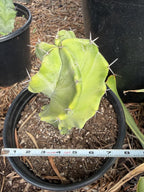 Stenocereus Pruinosus Spiral Form | Gray Ghost Rare Cactus #412