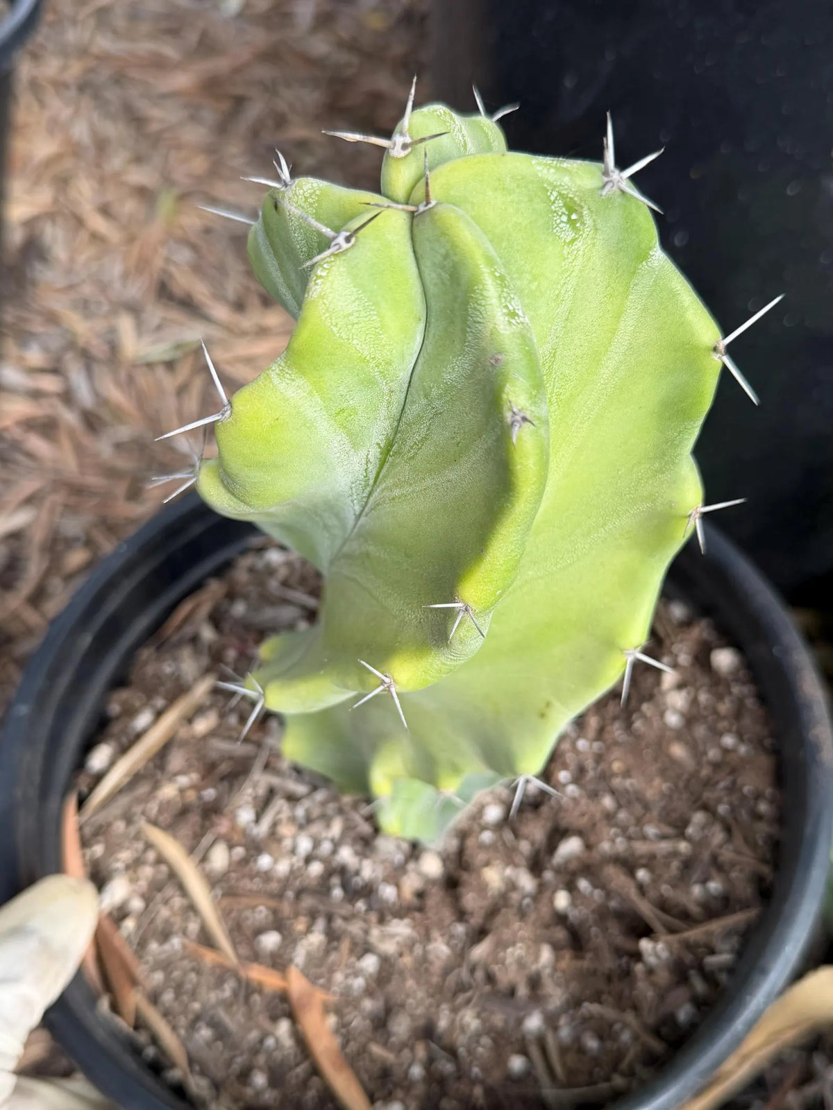 Stenocereus Pruinosus Spiral Form | Gray Ghost Rare Cactus #412