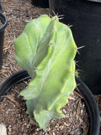 Stenocereus Pruinosus Spiral Form | Gray Ghost Rare Cactus #412