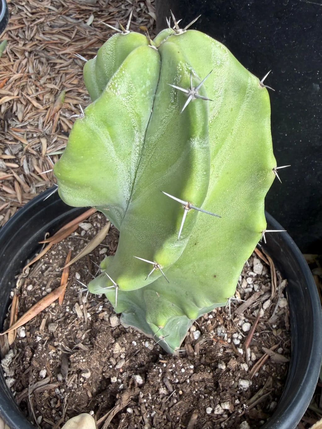 Stenocereus Pruinosus Spiral Form | Gray Ghost Rare Cactus #412