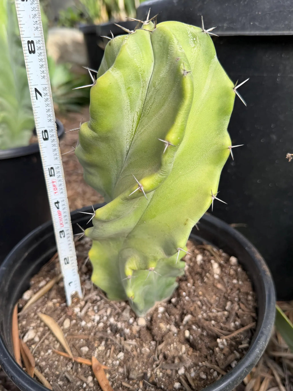 Stenocereus Pruinosus Spiral Form | Gray Ghost Rare Cactus #412