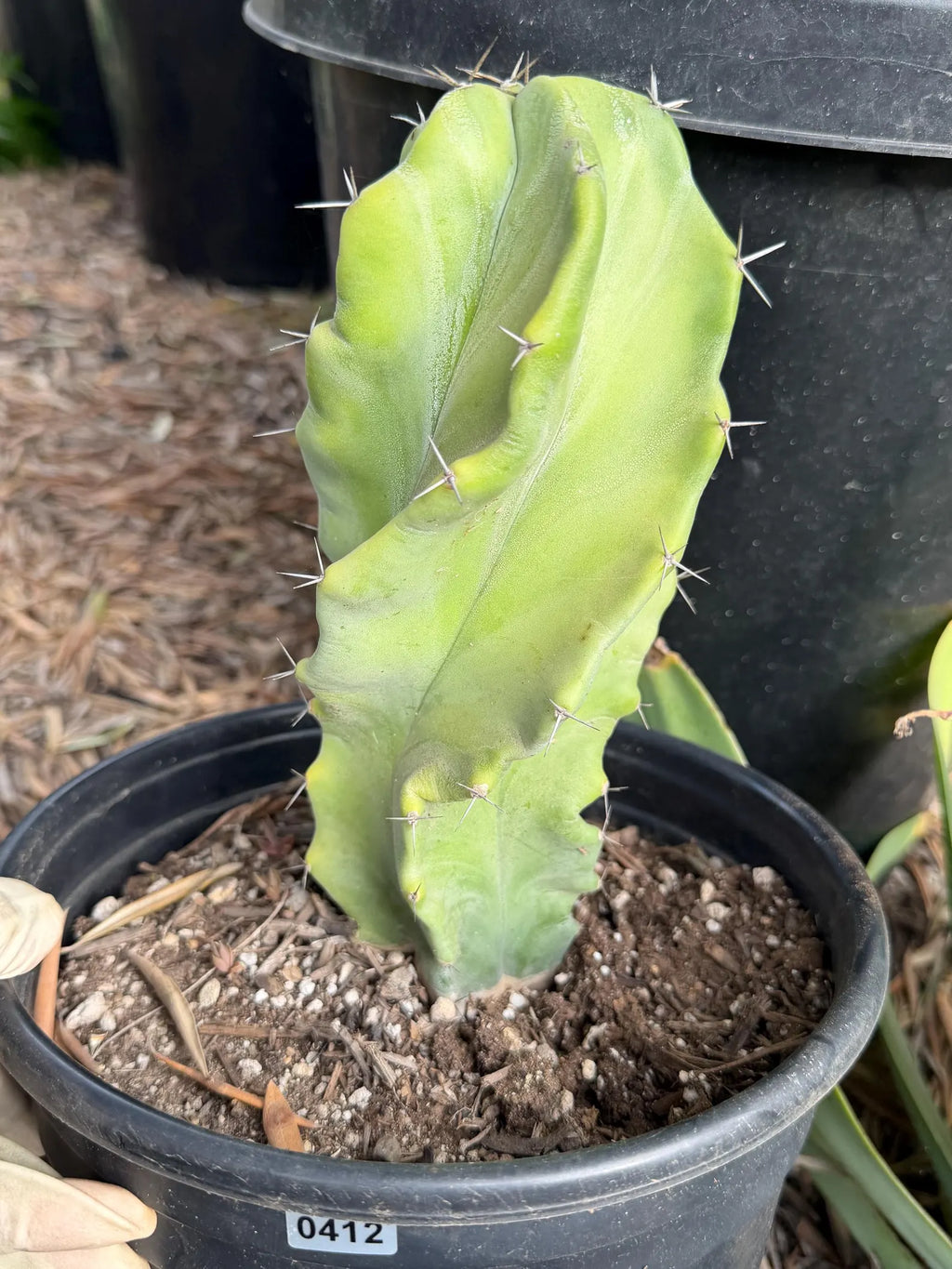 Stenocereus Pruinosus Spiral Form | Gray Ghost Rare Cactus #412