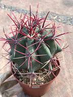 Ferocactus Emoryi Cactus | Rare Blue Silver Collector Plant #418