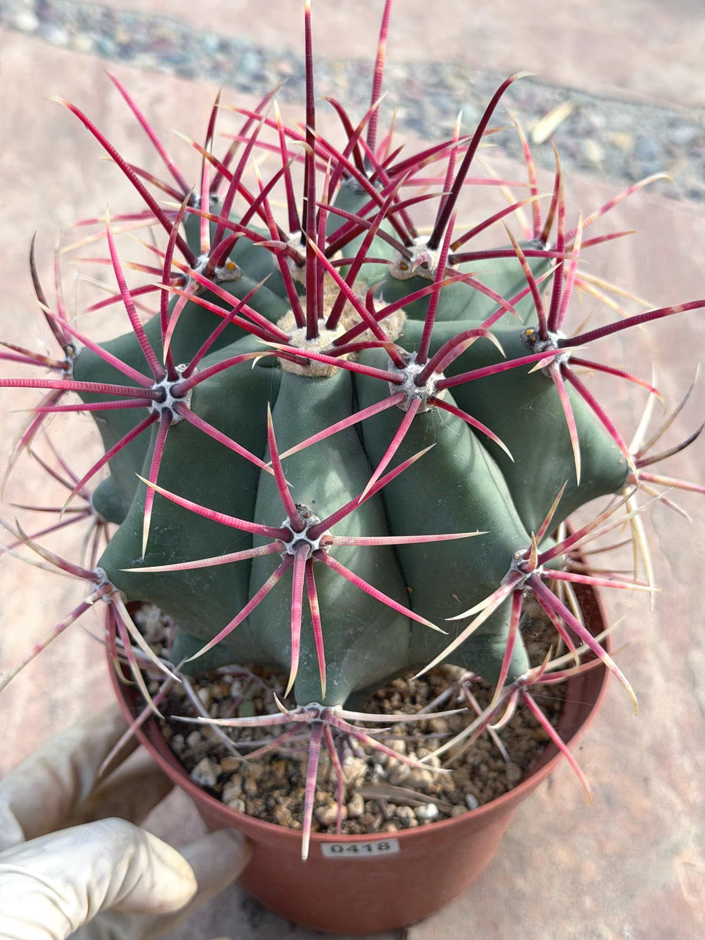 Ferocactus Emoryi Cactus | Rare Blue Silver Collector Plant #418