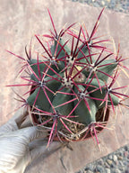 Ferocactus Emoryi Cactus | Rare Blue Silver Collector Plant #418