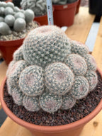 Mammillaria Candida Cluster | Rare Seed-Grown Live Cactus