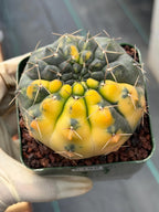 Variegated Gymnocalycium Ochoterenae Cactus | Rare Live Cactus | Collector Plant | Exact Plant #499