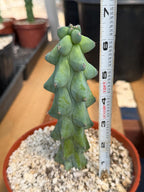 Boobie Cactus Live Plant – Rare Myrtillocactus Succulent, 11” Tall Desert Plant Gift