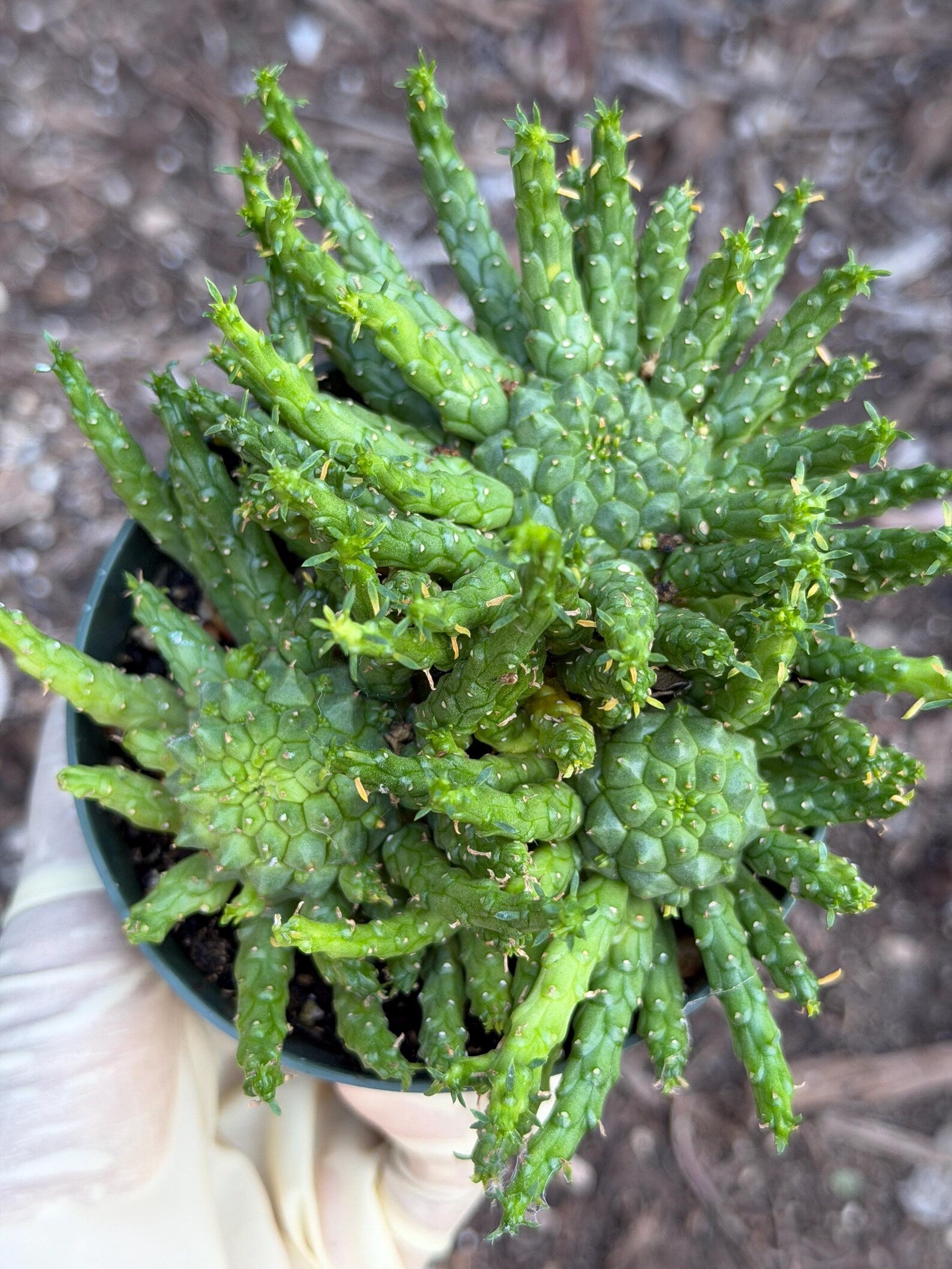 Euphorbia Medusa Cluster Live Succulent | Rare Medusa Head Cactus | Easy Care Plant
