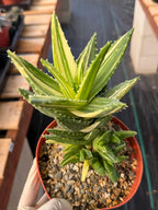 Variegated Aloe Nobilis with Pups | Large Rare Succulent Plant