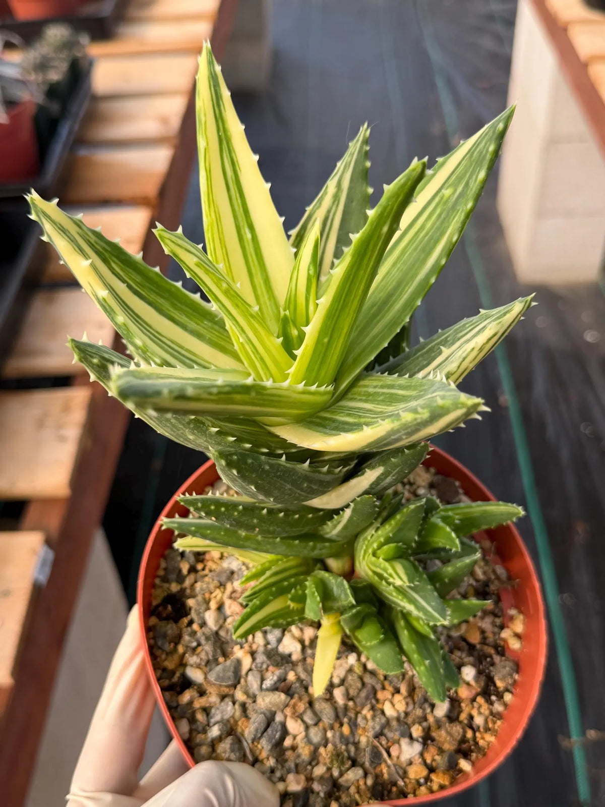 Variegated Aloe Nobilis with Pups | Large Rare Succulent Plant