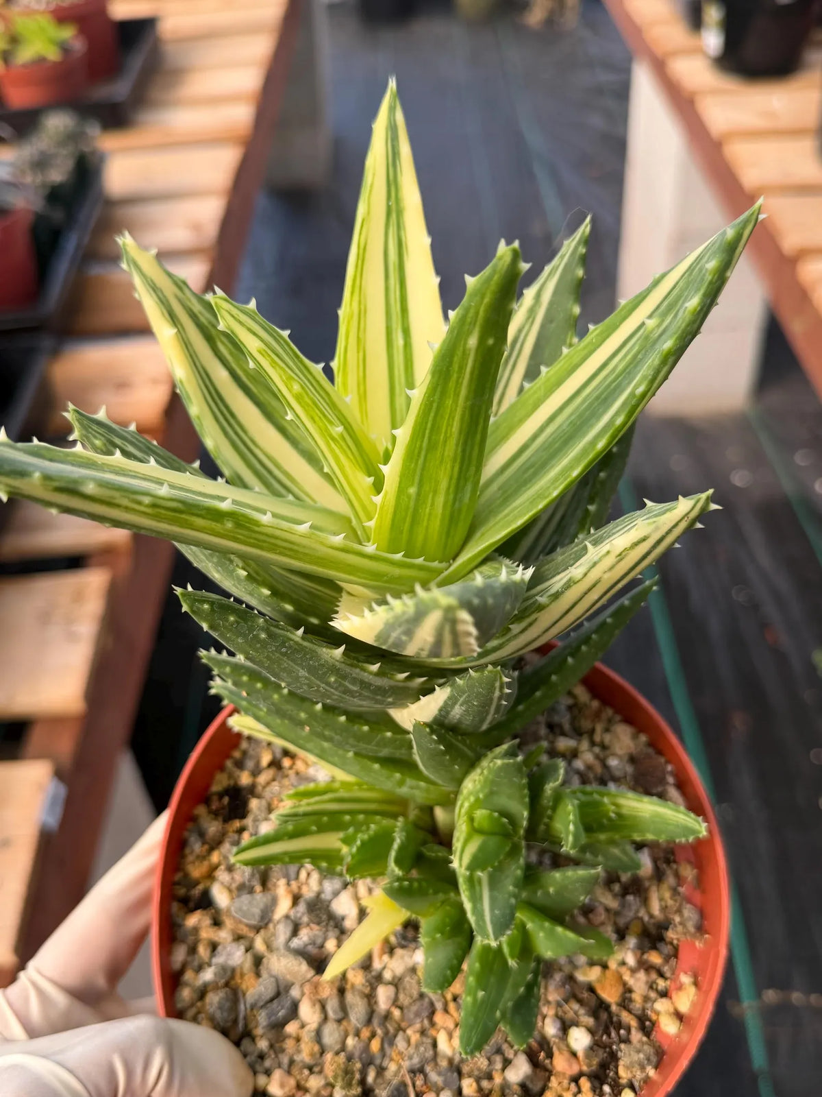 Variegated Aloe Nobilis with Pups | Large Rare Succulent Plant