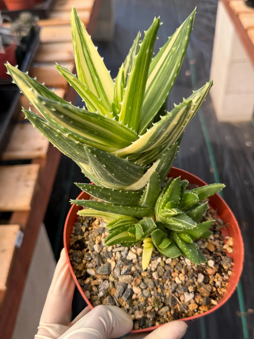 Variegated Aloe Nobilis with Pups | Large Rare Succulent Plant