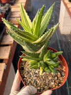 Variegated Aloe Nobilis with Pups | Large Rare Succulent Plant
