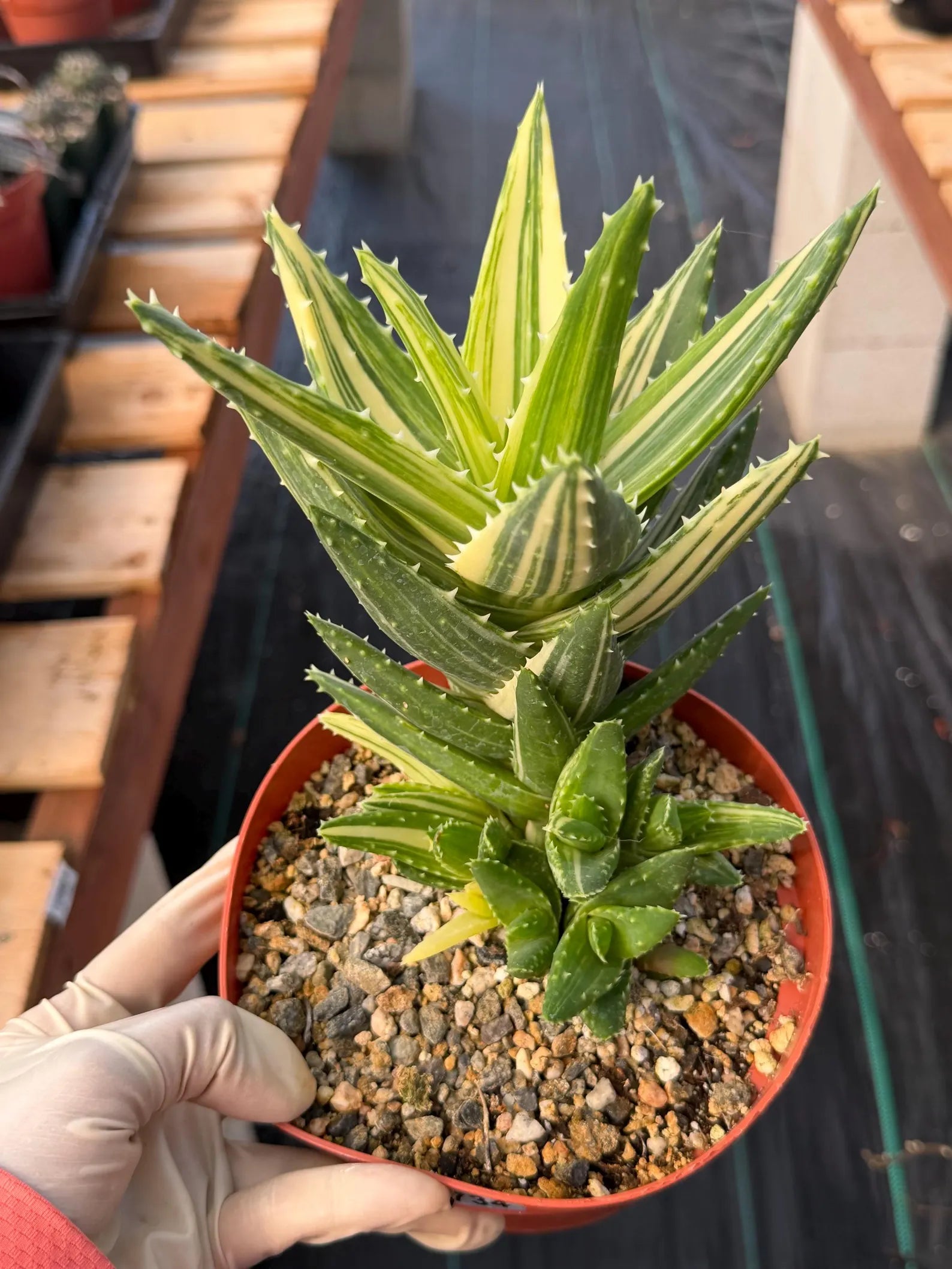 Variegated Aloe Nobilis with Pups | Large Rare Succulent Plant