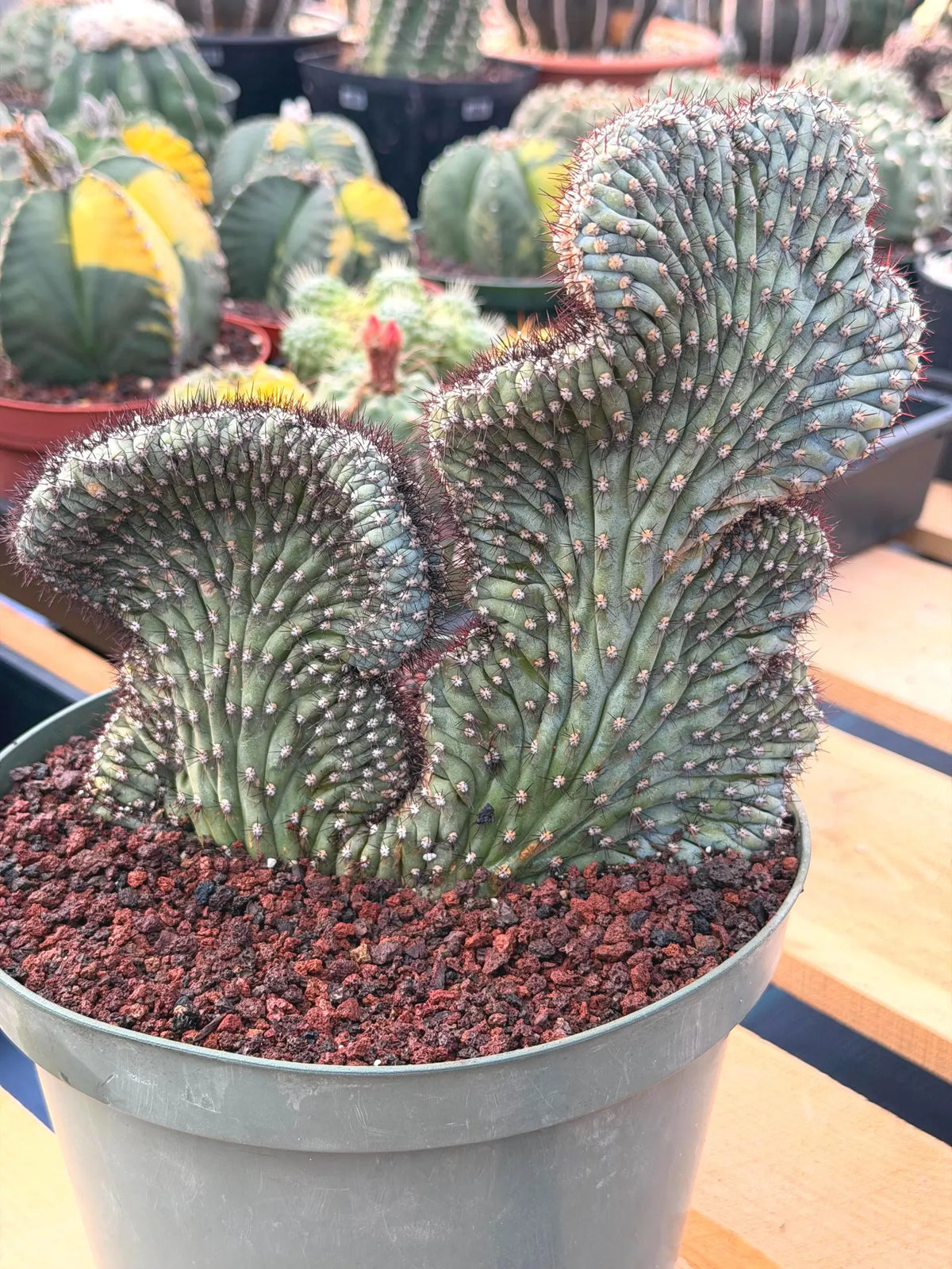 Crested Cipocereus Bradei | Blue Crested Rare Cactus #120