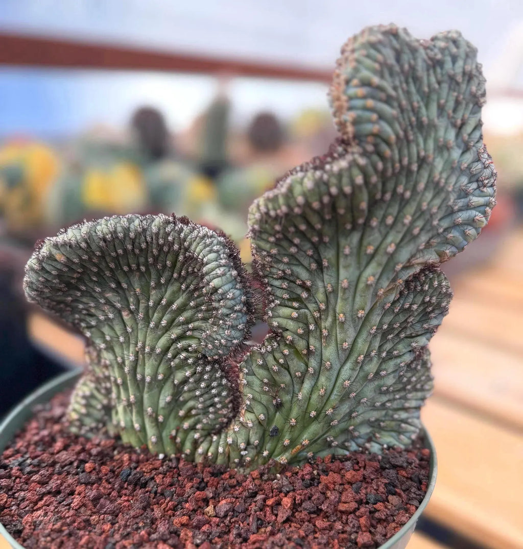 Crested Cipocereus Bradei | Blue Crested Rare Cactus #120