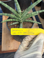 Sansevieria Lavranos 1970 | Rare Easy Care Snake Plant #415