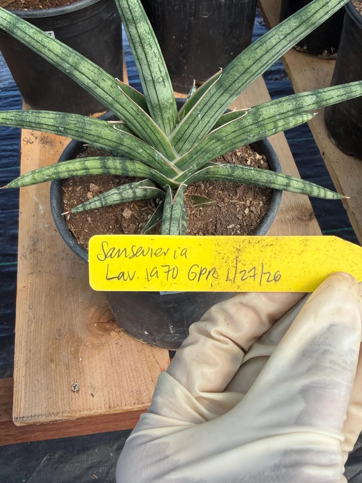 Sansevieria Lavranos 1970 | Rare Easy Care Snake Plant #415