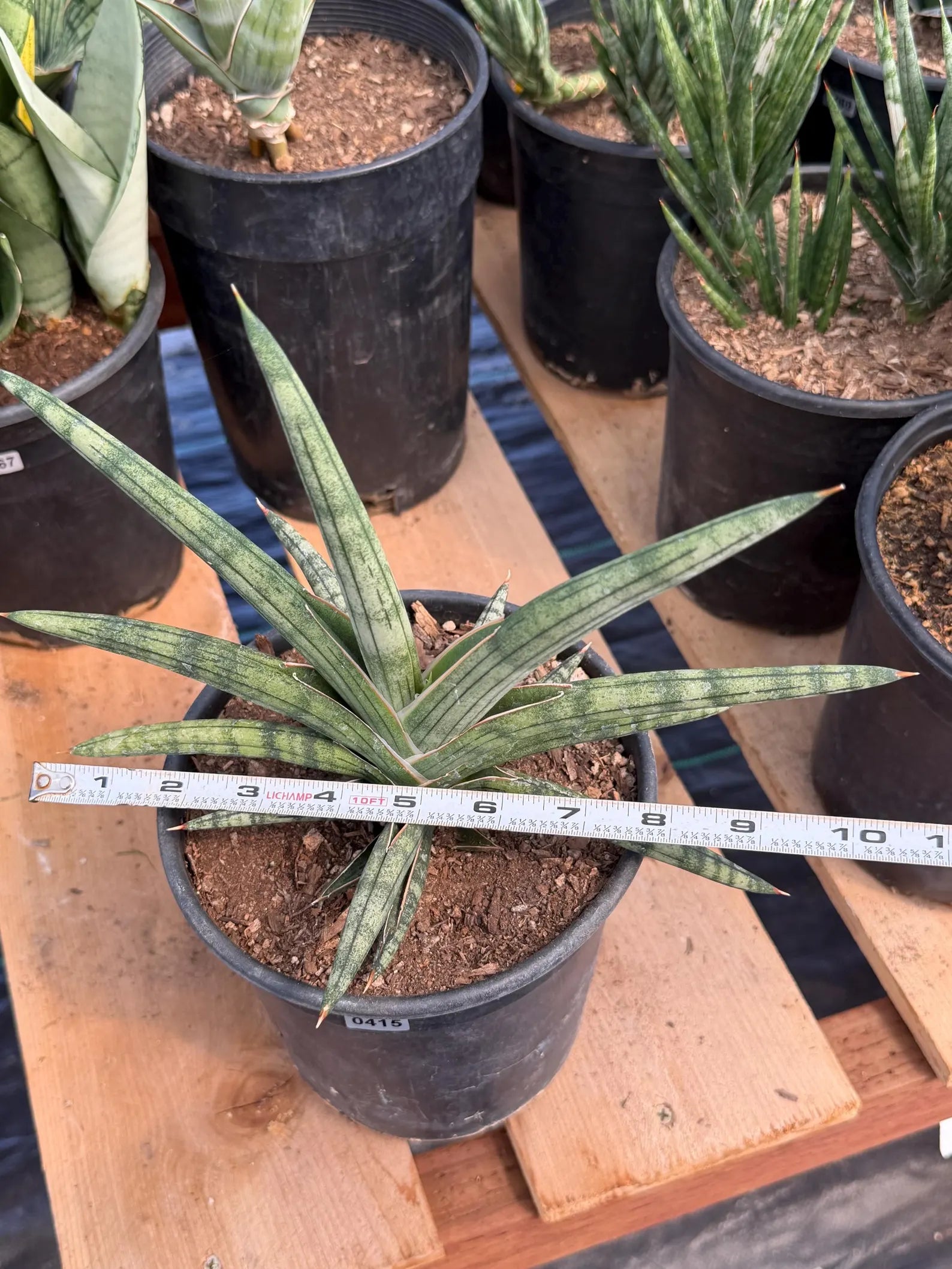 Sansevieria Lavranos 1970 | Rare Easy Care Snake Plant #415
