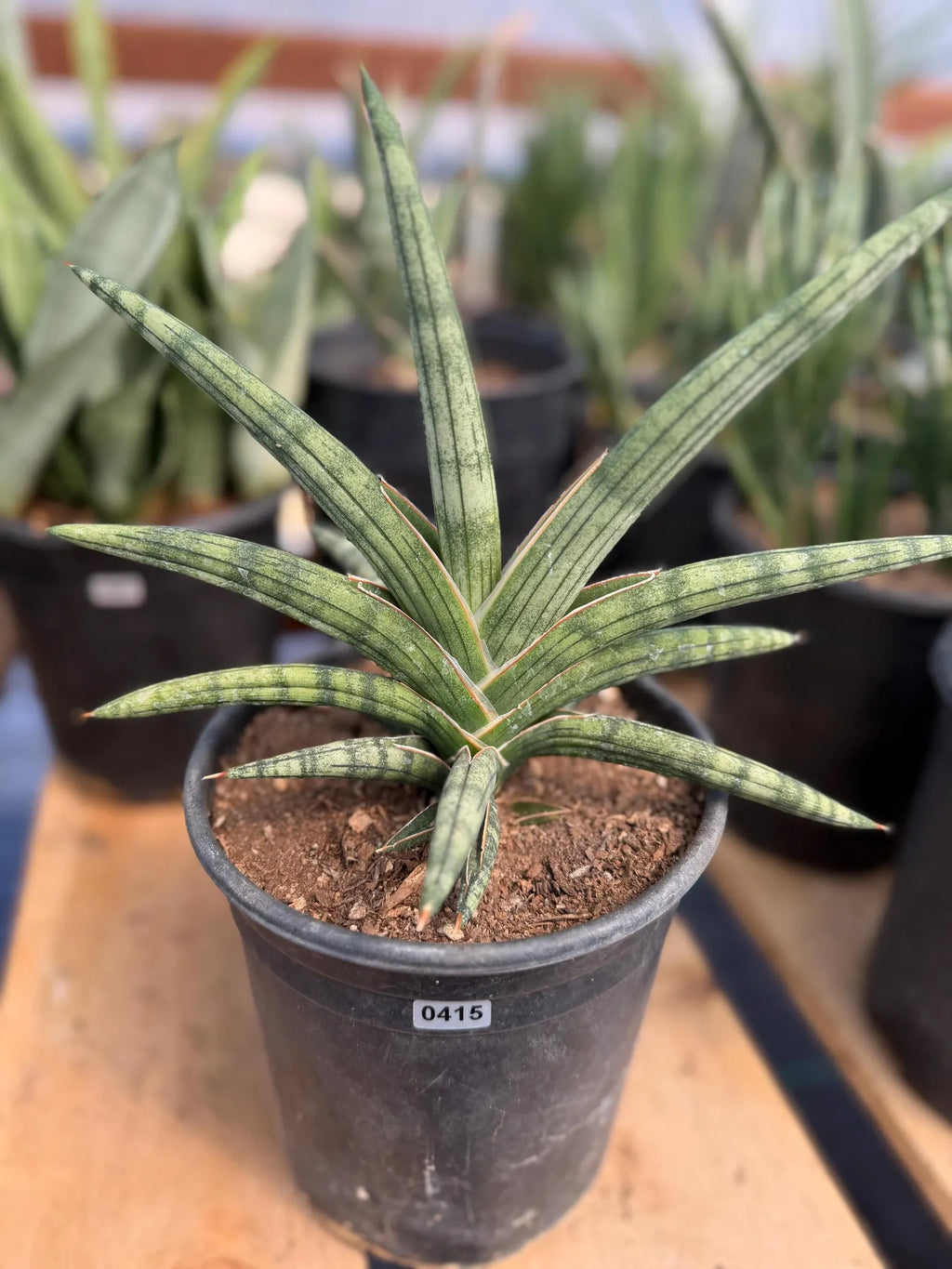 Sansevieria Lavranos 1970 | Rare Easy Care Snake Plant #415