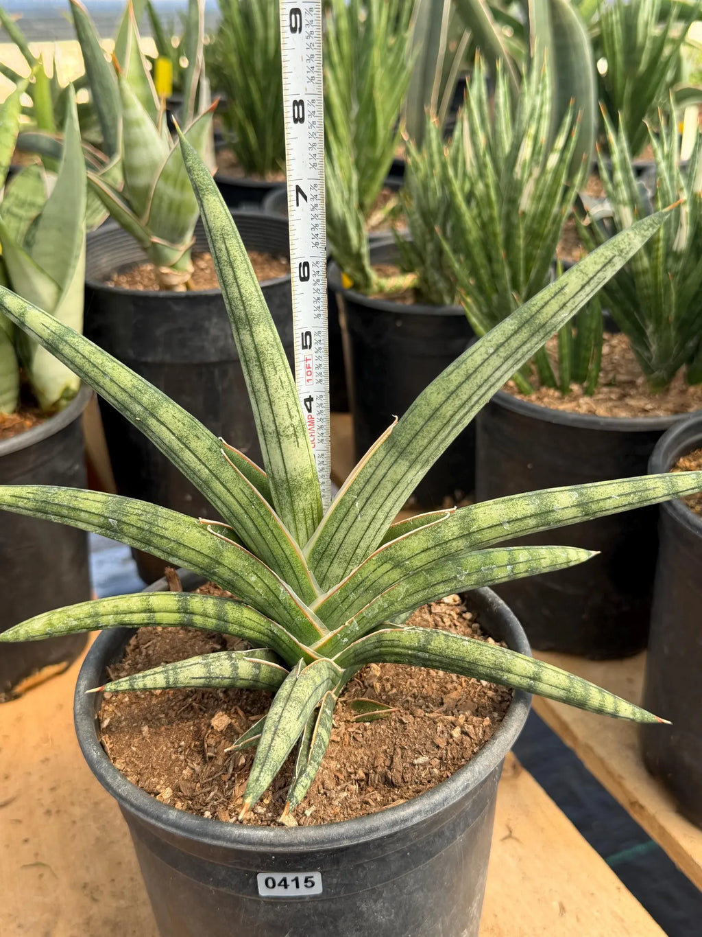 Sansevieria Lavranos 1970 | Rare Easy Care Snake Plant #415
