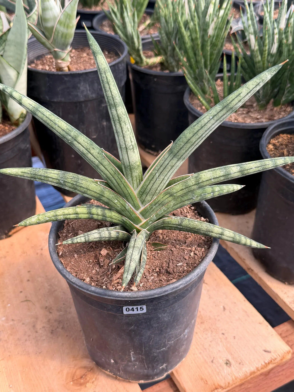 Sansevieria Lavranos 1970 | Rare Easy Care Snake Plant #415