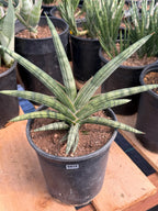 Sansevieria Lavranos 1970 | Rare Easy Care Snake Plant #415