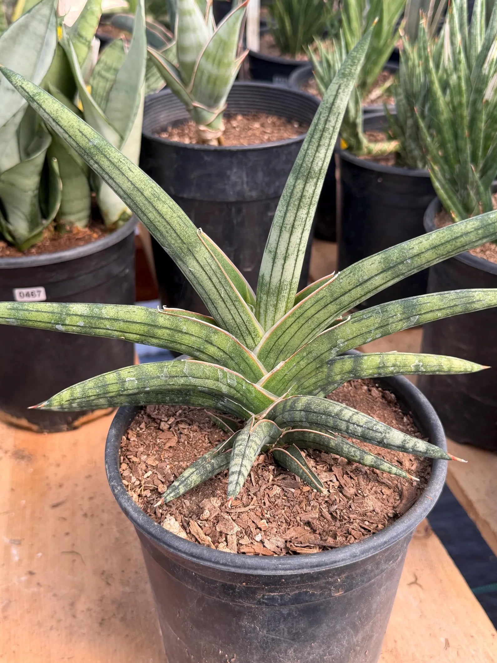 Sansevieria Lavranos 1970 | Rare Easy Care Snake Plant #415