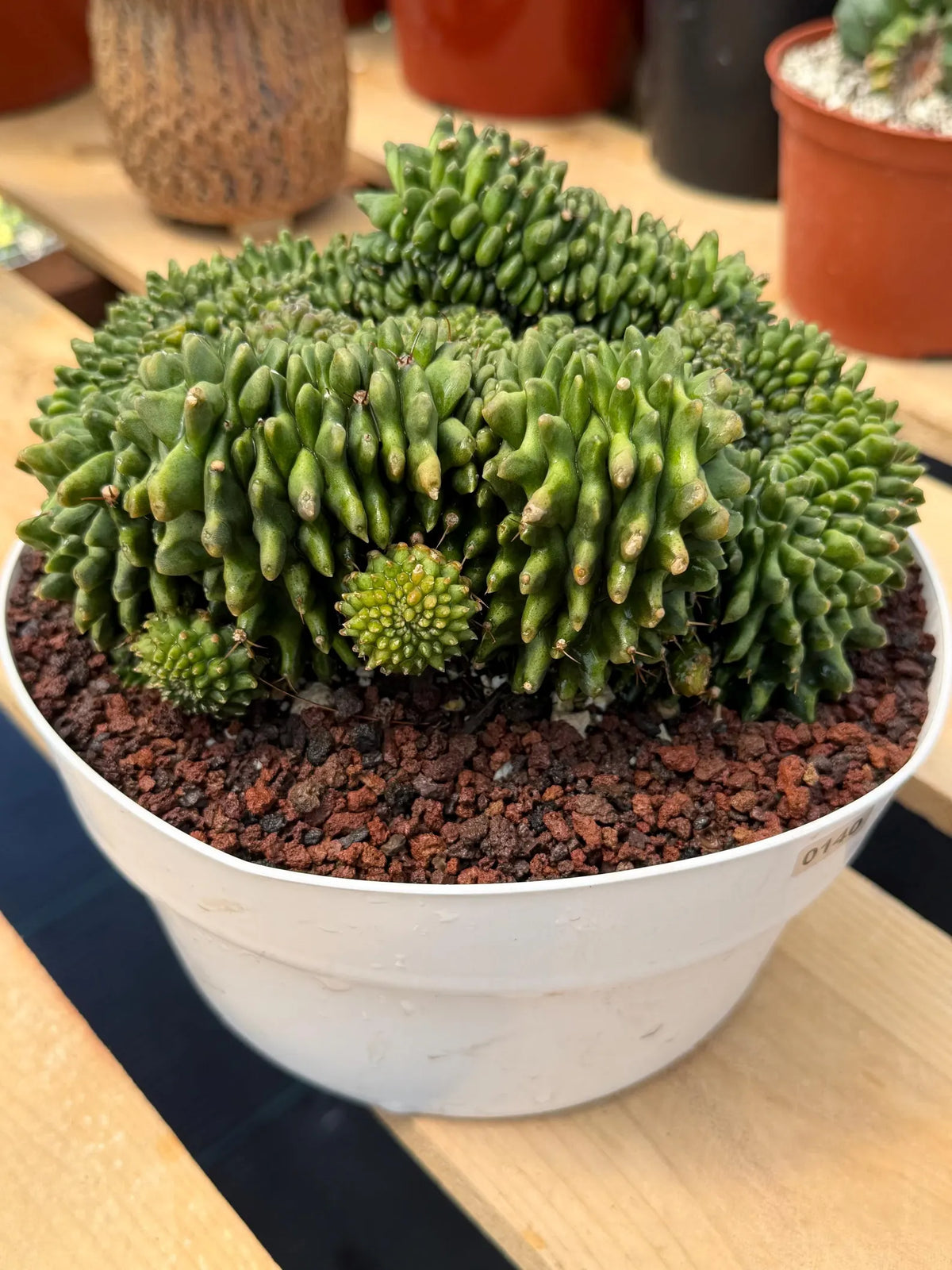 Crested Gymnocalycium Inermis | Rare Live Cactus Plant #149