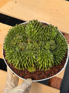 Crested Gymnocalycium Inermis | Rare Live Cactus Plant #149