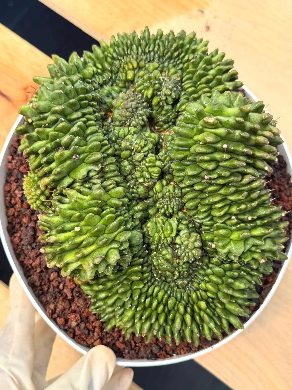 Crested Gymnocalycium Inermis | Rare Live Cactus Plant #149