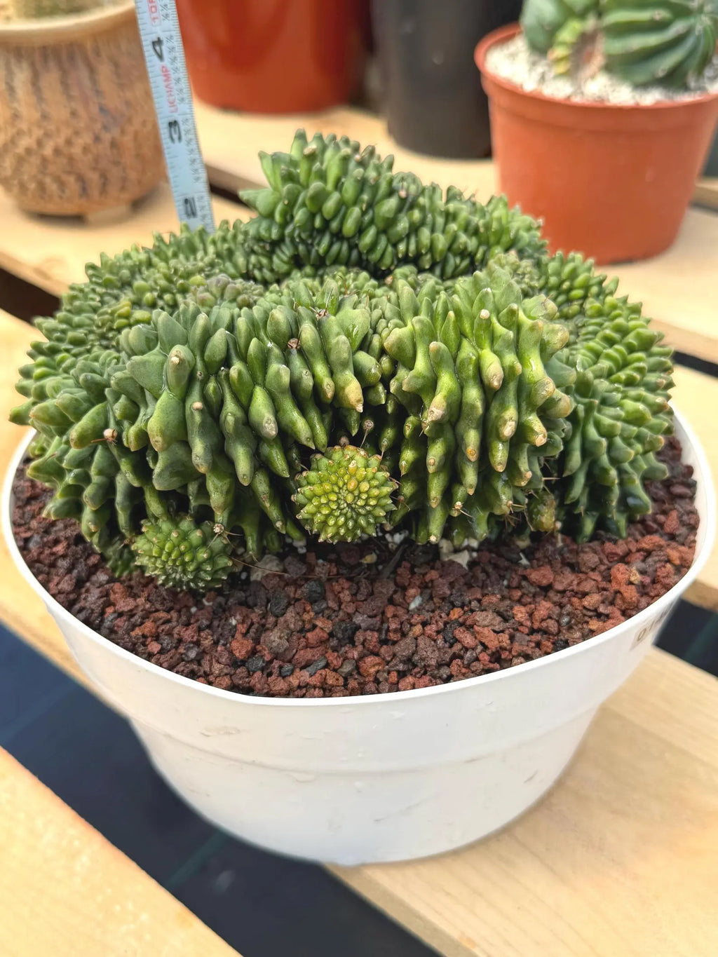 Crested Gymnocalycium Inermis | Rare Live Cactus Plant #149