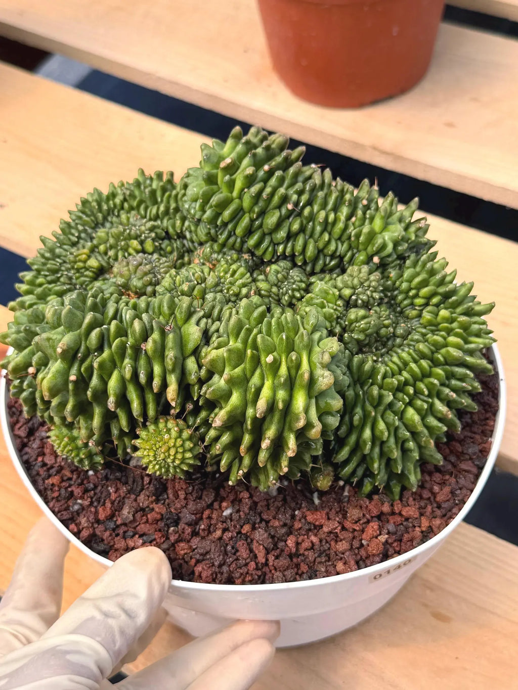 Crested Gymnocalycium Inermis | Rare Live Cactus Plant #149