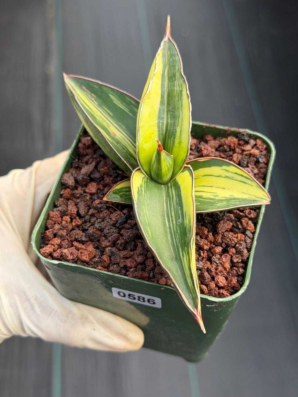 Variegated Sansevieria Samurai | Rare Easy Care Snake Plant #586