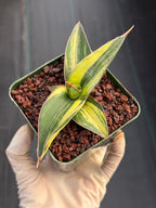 Variegated Sansevieria Samurai | Rare Easy Care Snake Plant #586