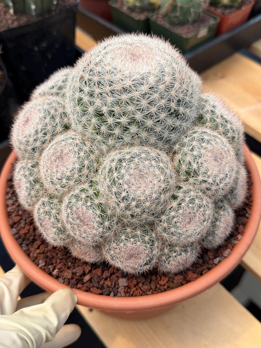 Mammillaria Candida Cluster | Rare Seed-Grown Live Cactus