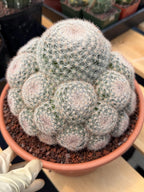Mammillaria Candida Cluster | Rare Seed-Grown Live Cactus