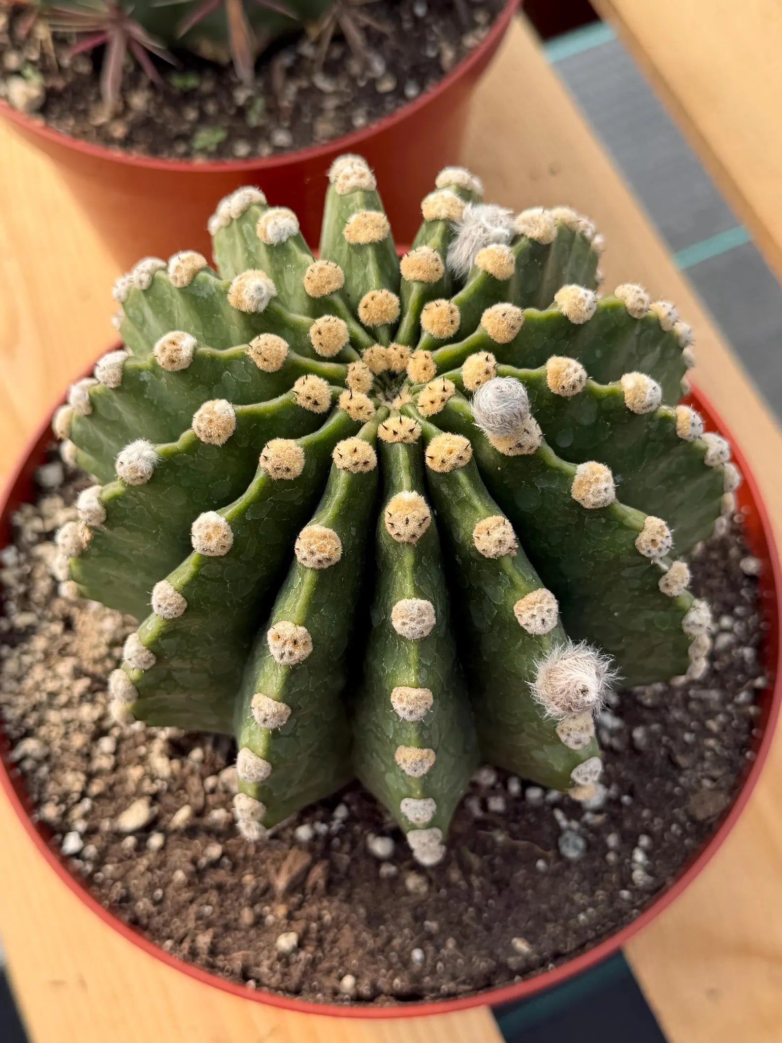 Rare Echinopsis Subdenudata Easter Lily Cactus | Live Succulent Plant #822