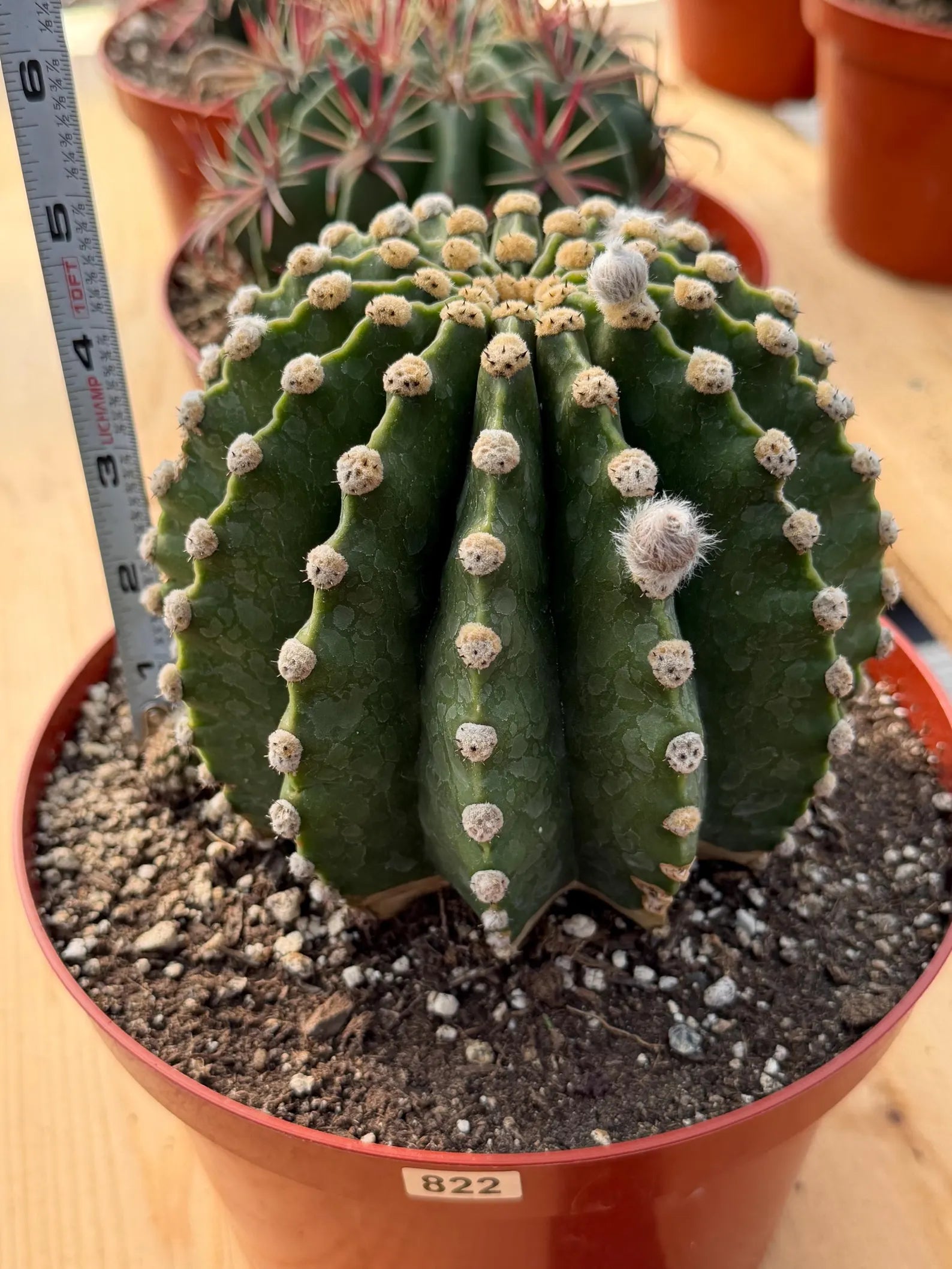 Rare Echinopsis Subdenudata Easter Lily Cactus | Live Succulent Plant #822
