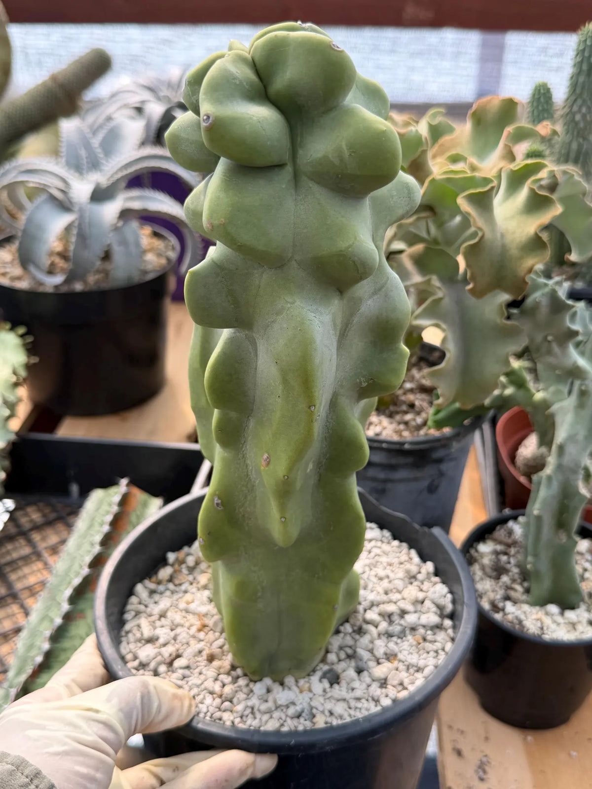 Totem Pole Cactus | Bumpy Form Rare Live Cactus Plant