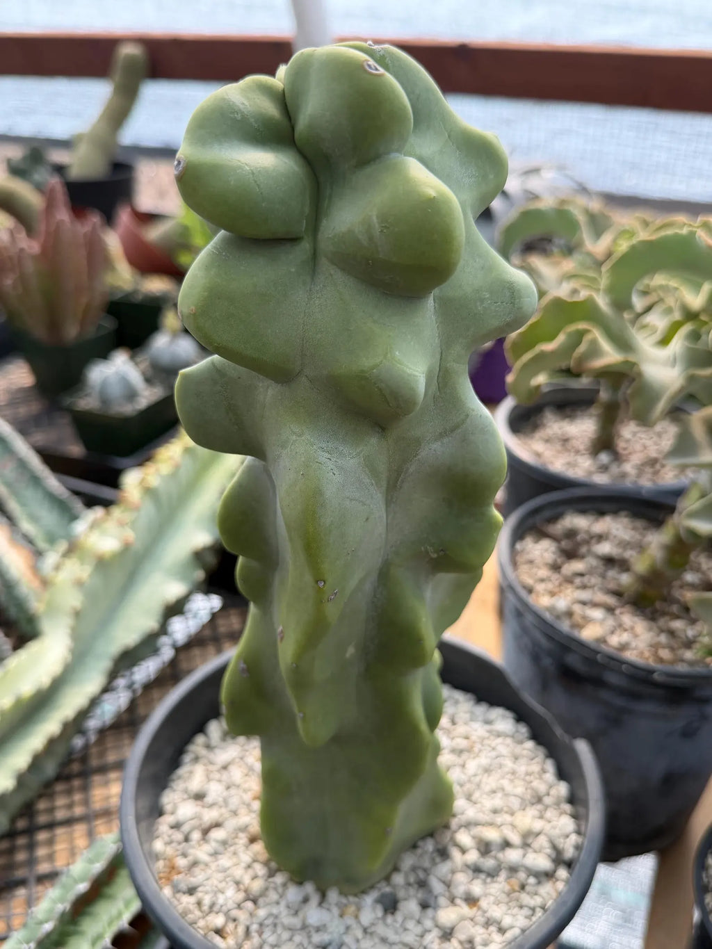 Totem Pole Cactus | Bumpy Form Rare Live Cactus Plant
