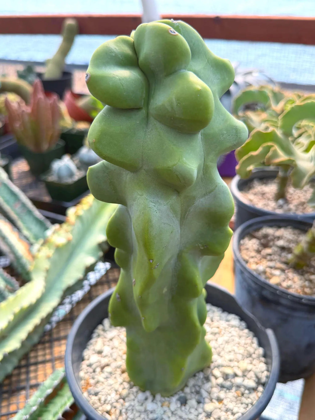 Totem Pole Cactus | Bumpy Form Rare Live Cactus Plant