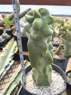 Totem Pole Cactus | Bumpy Form Rare Live Cactus Plant