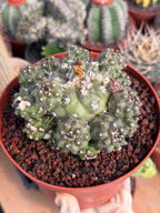 Copiapoa Humilis Cluster Cactus | Rare Desert Live Plant #591